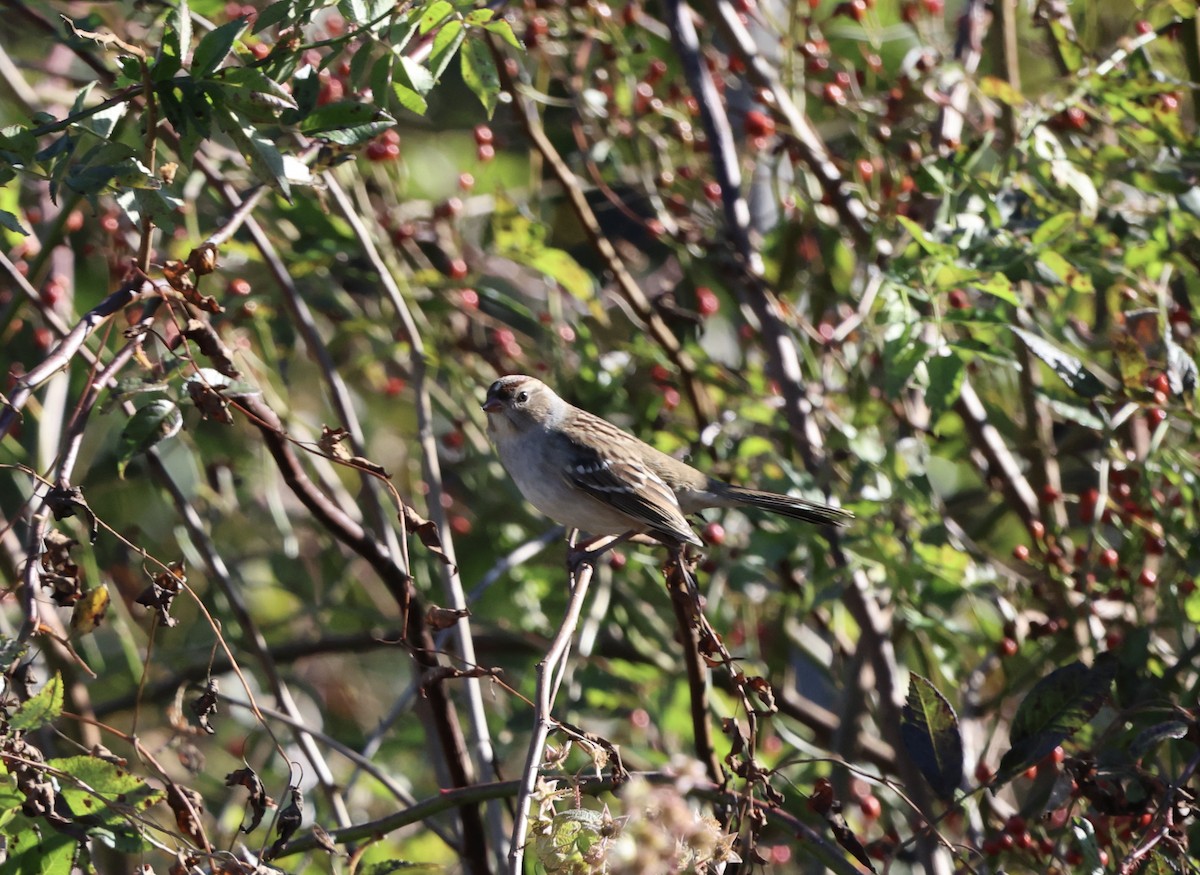 White-crowned Sparrow - ML643669095