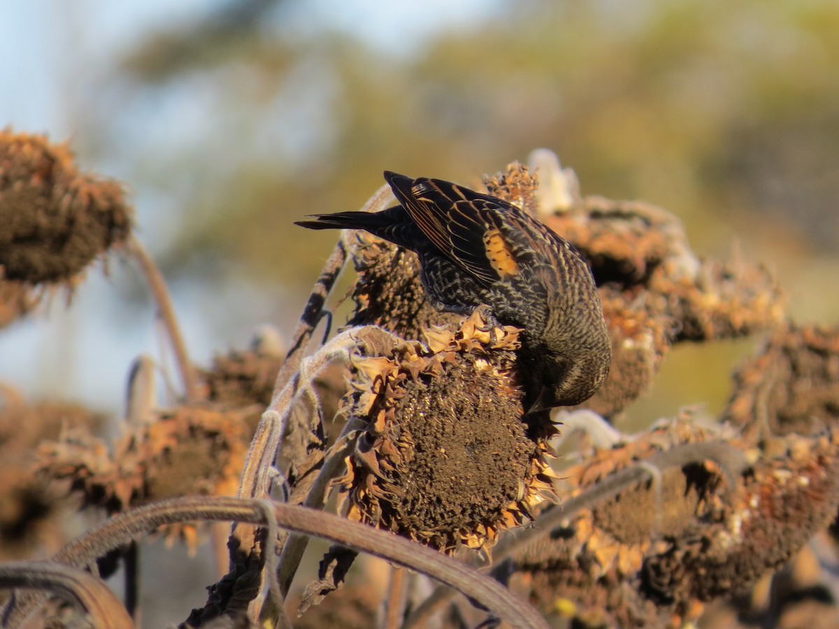 Red-winged Blackbird - ML643669098