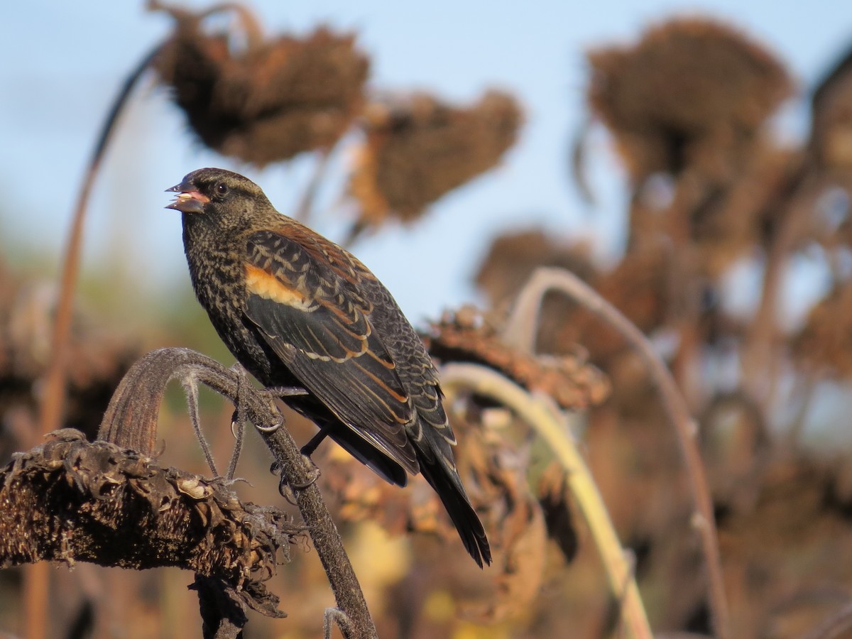 Red-winged Blackbird - ML643669099
