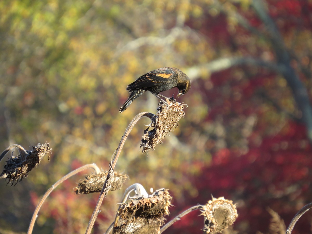Red-winged Blackbird - ML643669100