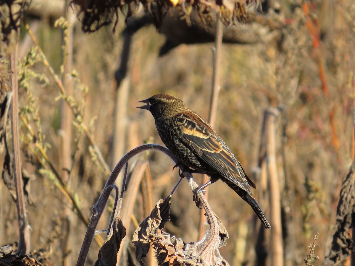 Red-winged Blackbird - ML643669101