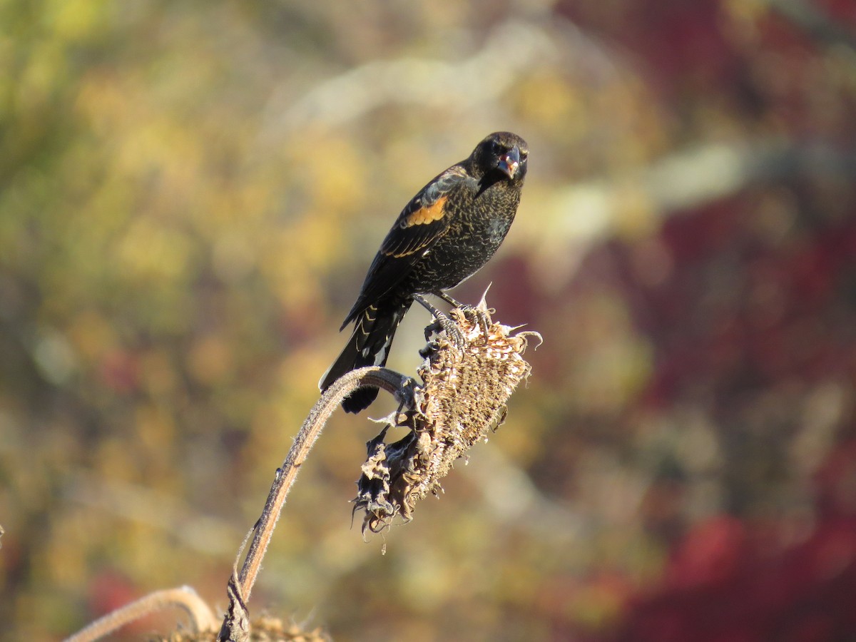 Red-winged Blackbird - ML643669102