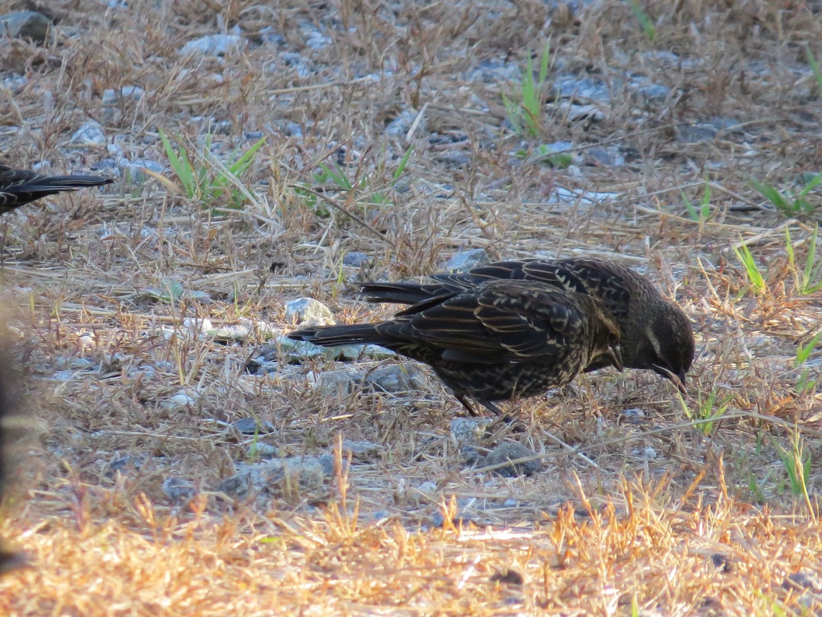 Red-winged Blackbird - ML643669110