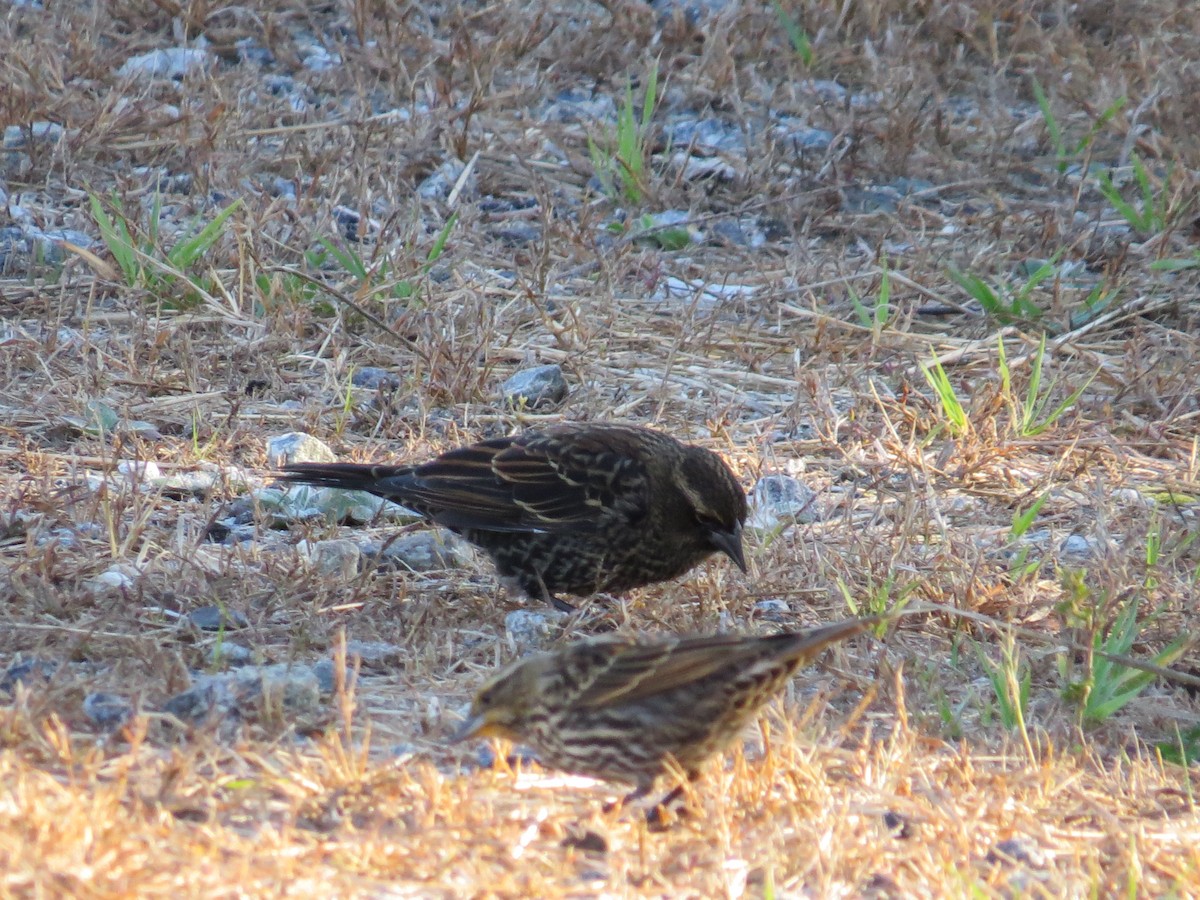 Red-winged Blackbird - ML643669111