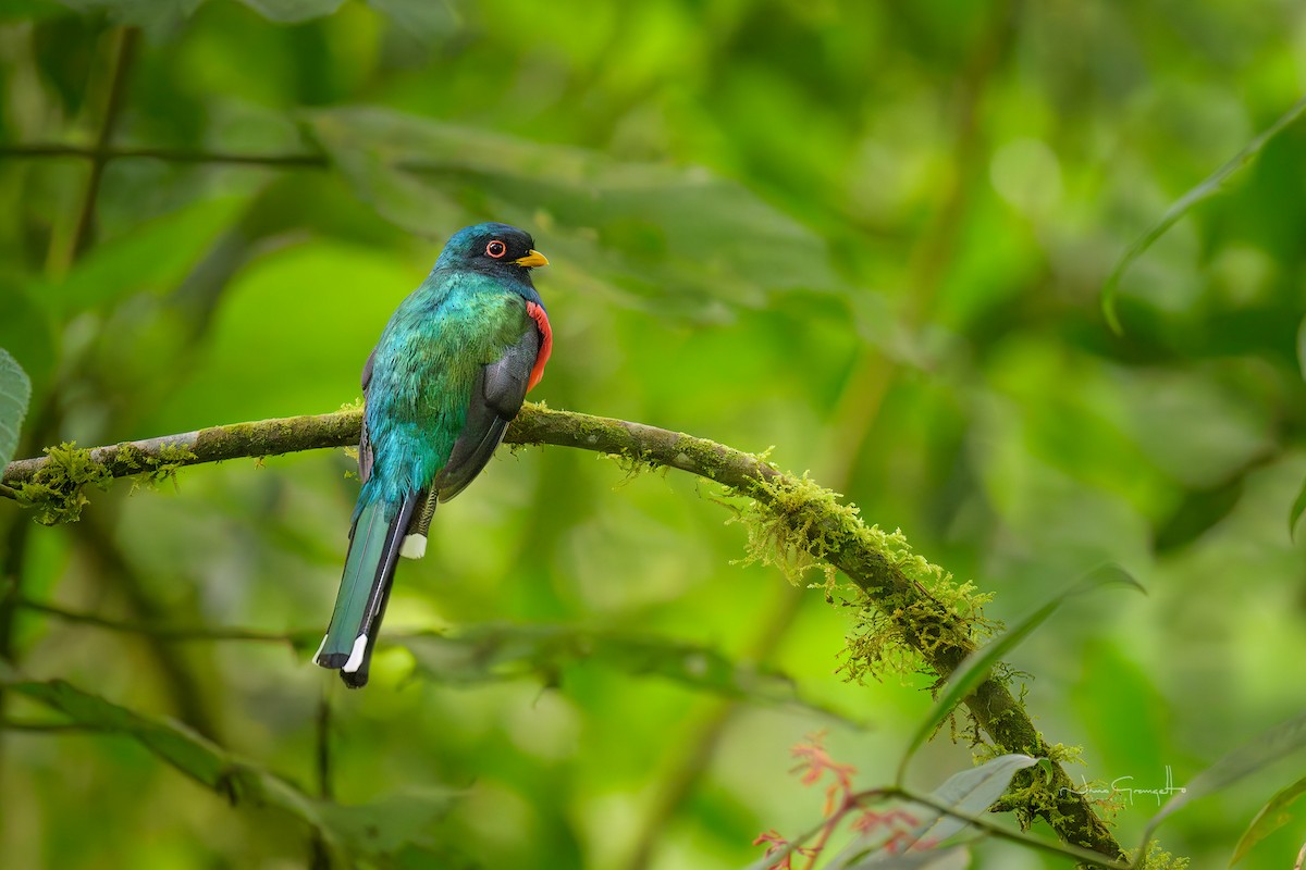 trogon škraboškový - ML643669113