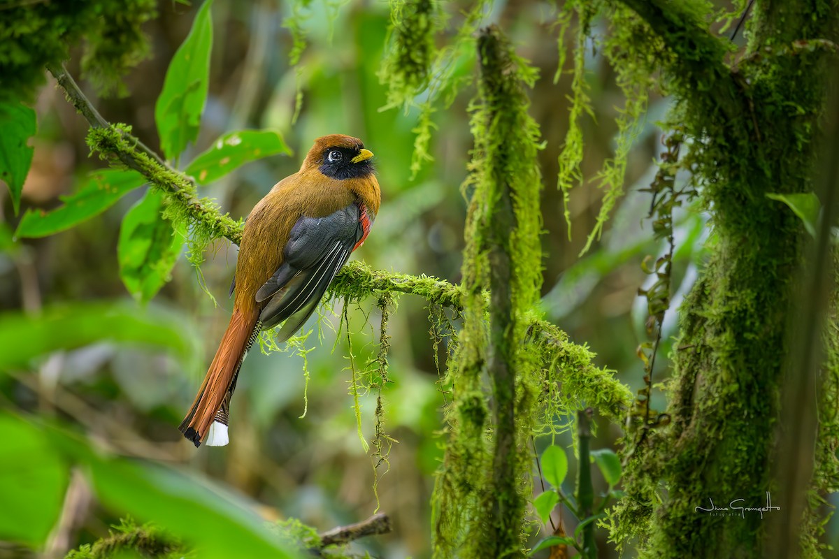 trogon škraboškový - ML643669114