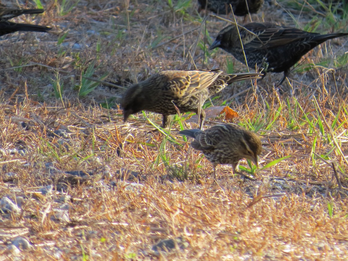 Red-winged Blackbird - ML643669115
