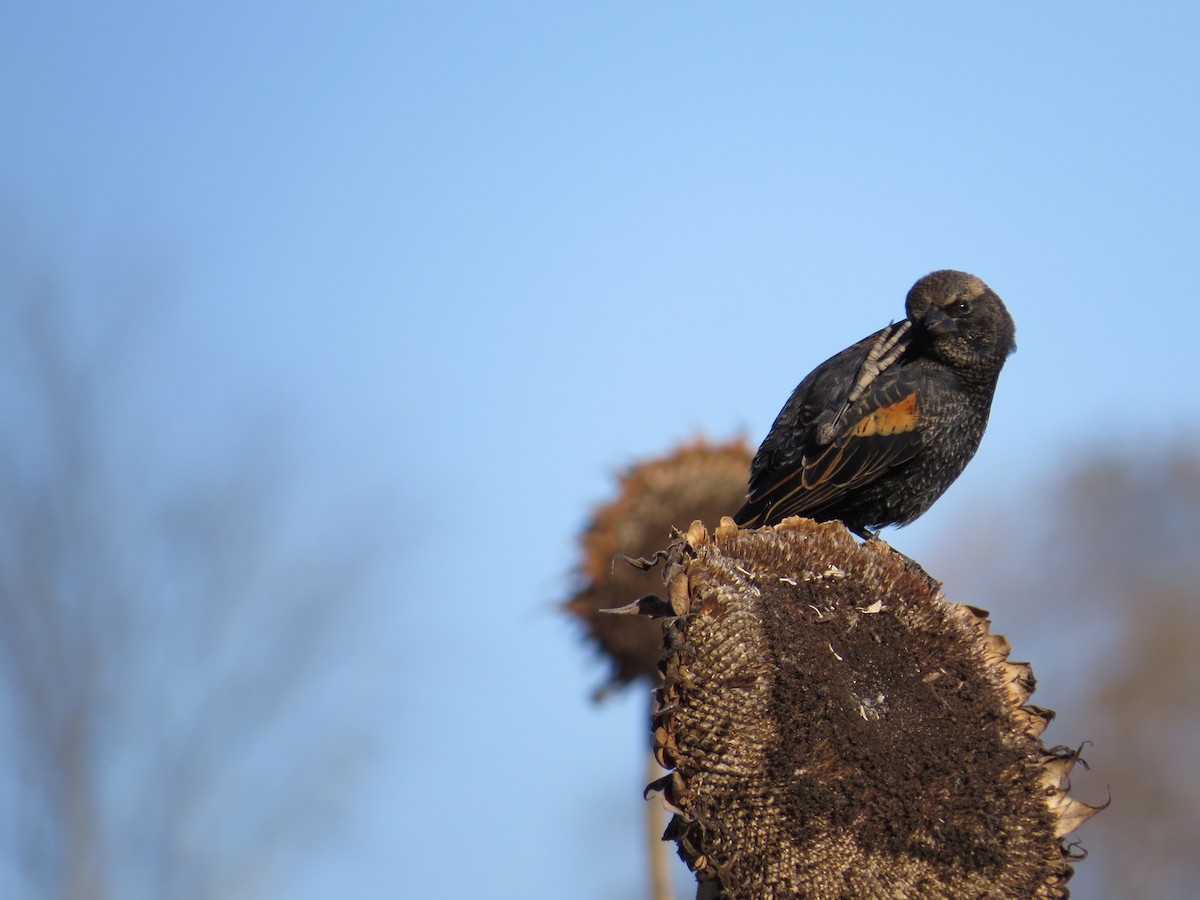 Red-winged Blackbird - ML643669116
