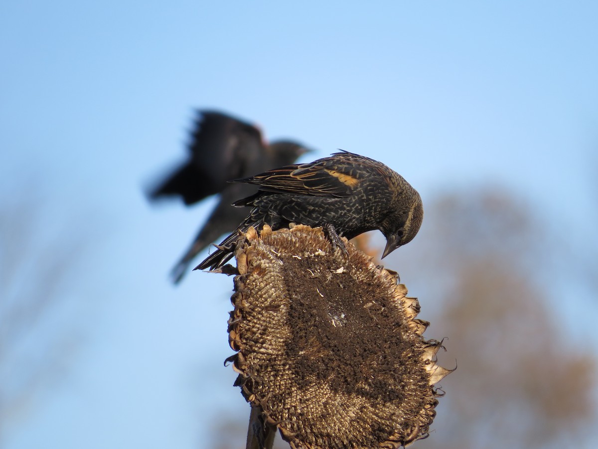 Red-winged Blackbird - ML643669117