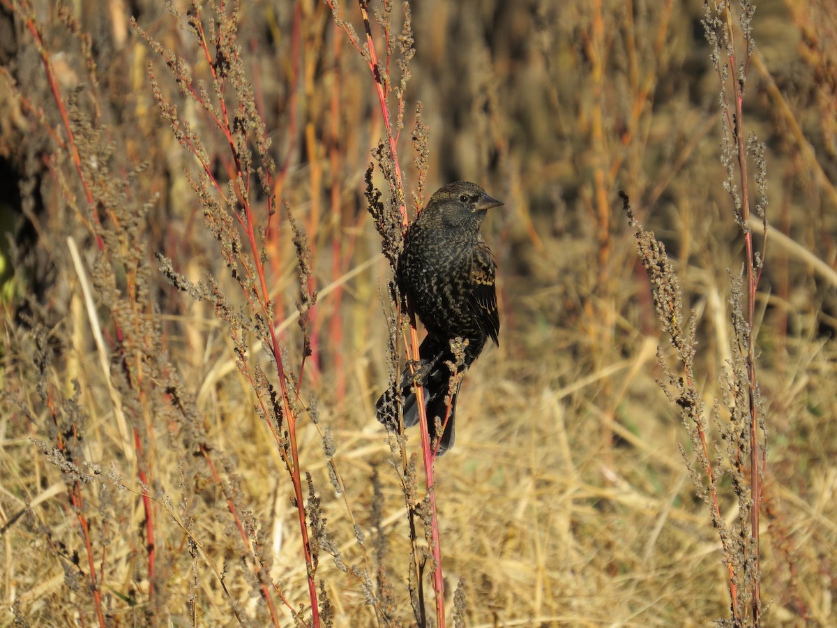 Red-winged Blackbird - ML643669118