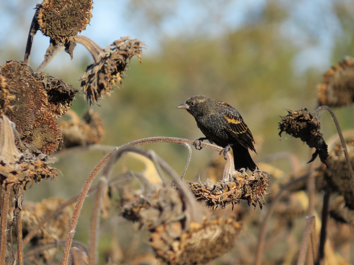 Red-winged Blackbird - ML643669119