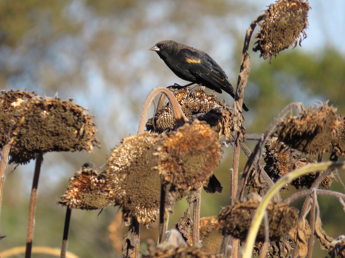 Red-winged Blackbird - ML643669120