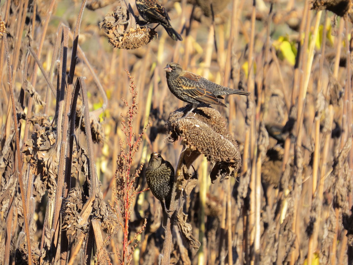 Red-winged Blackbird - ML643669121