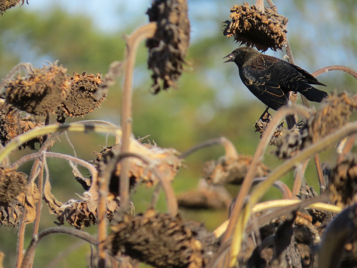 Red-winged Blackbird - ML643669122