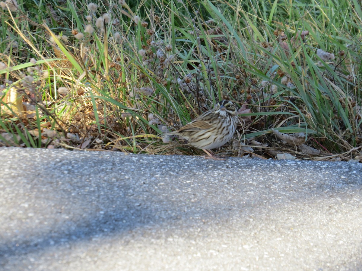 Savannah Sparrow - ML643669125