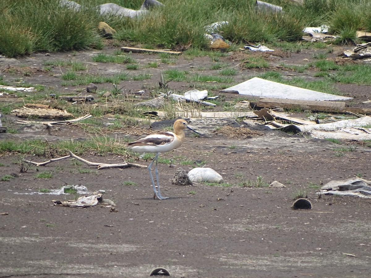 American Avocet - ML643669165