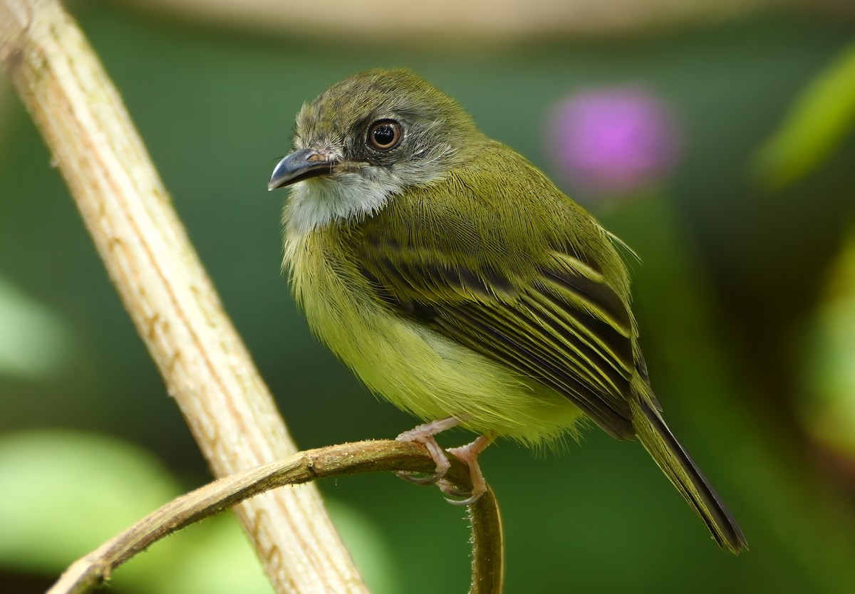 Northern Bentbill - ML643669166