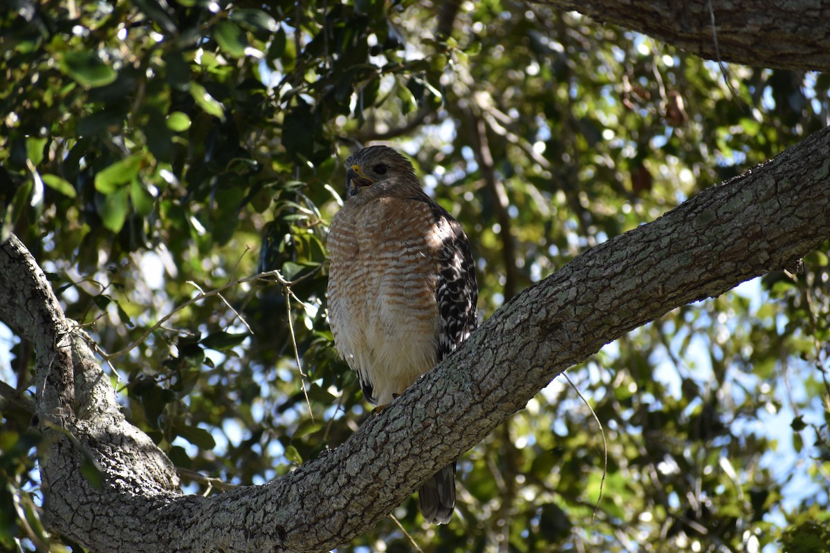 Red-shouldered Hawk - N. Del Savio