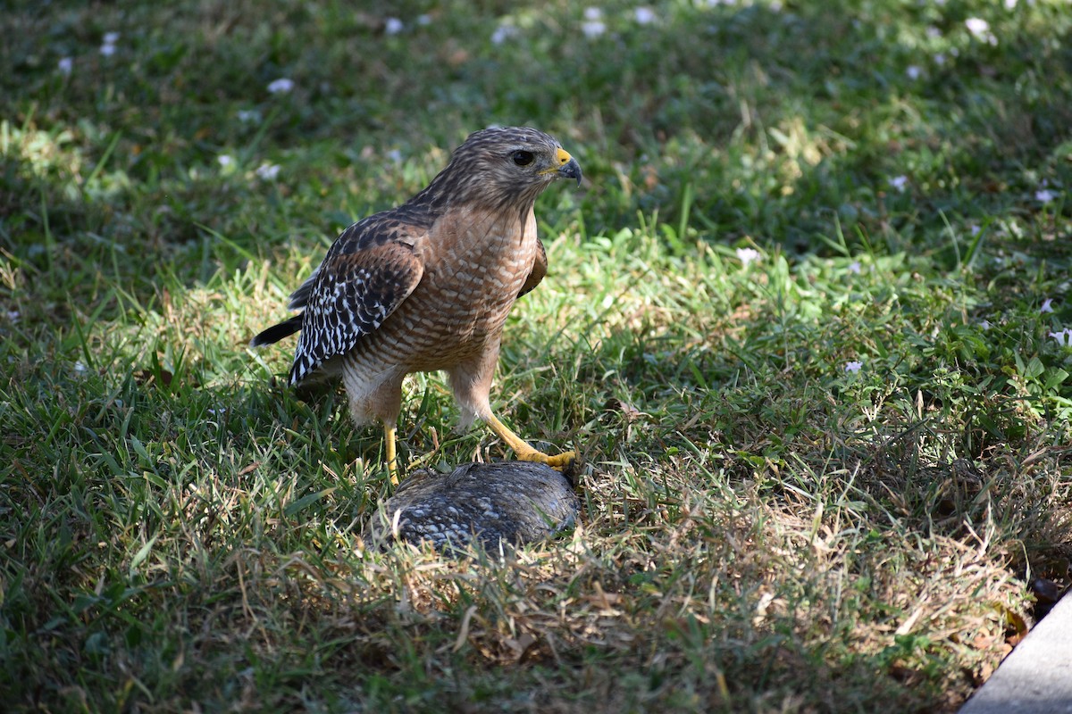 Red-shouldered Hawk - N. Del Savio
