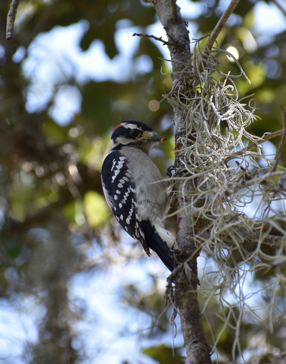 Downy Woodpecker - N. Del Savio
