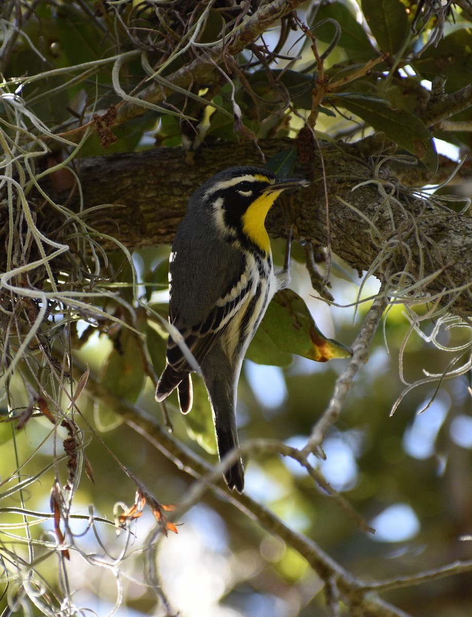 Yellow-throated Warbler - ML643669190