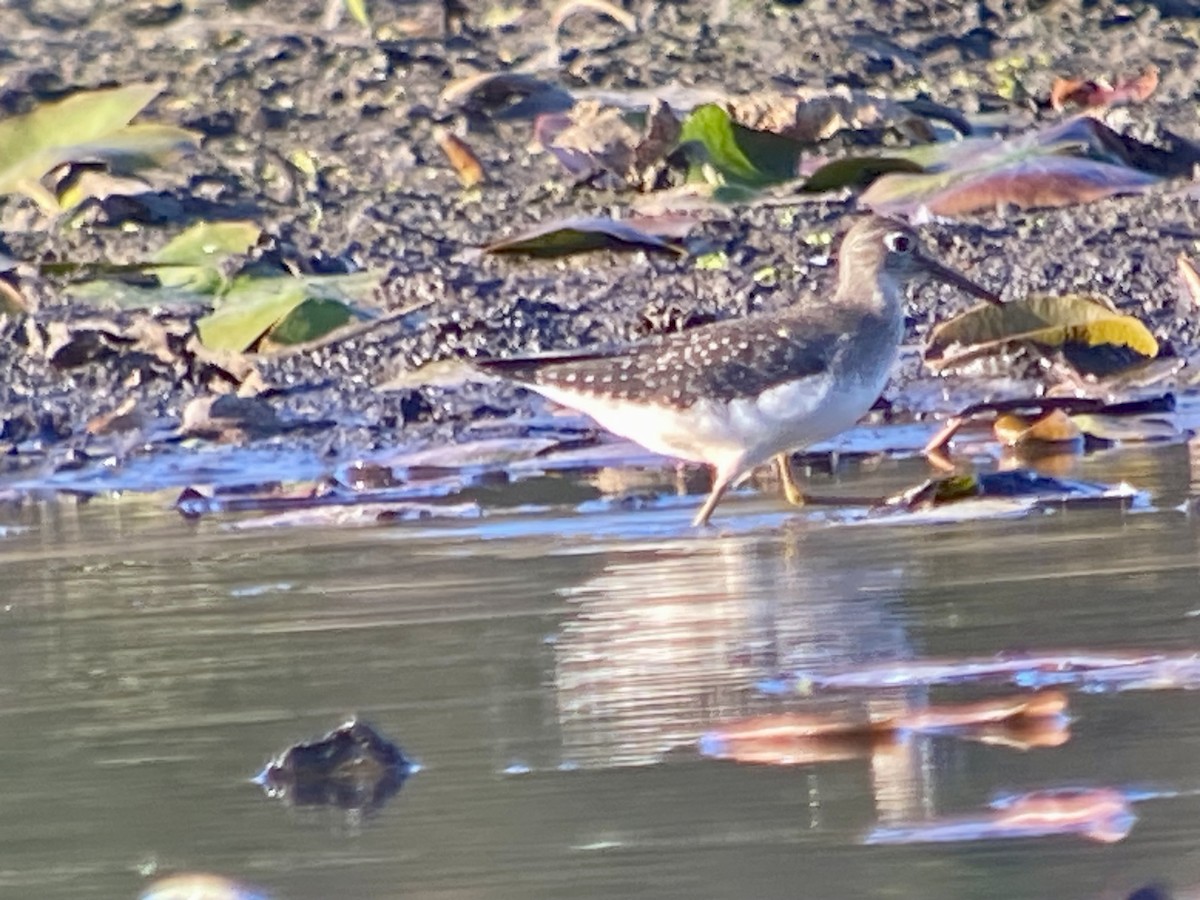 Solitary Sandpiper - ML643669202