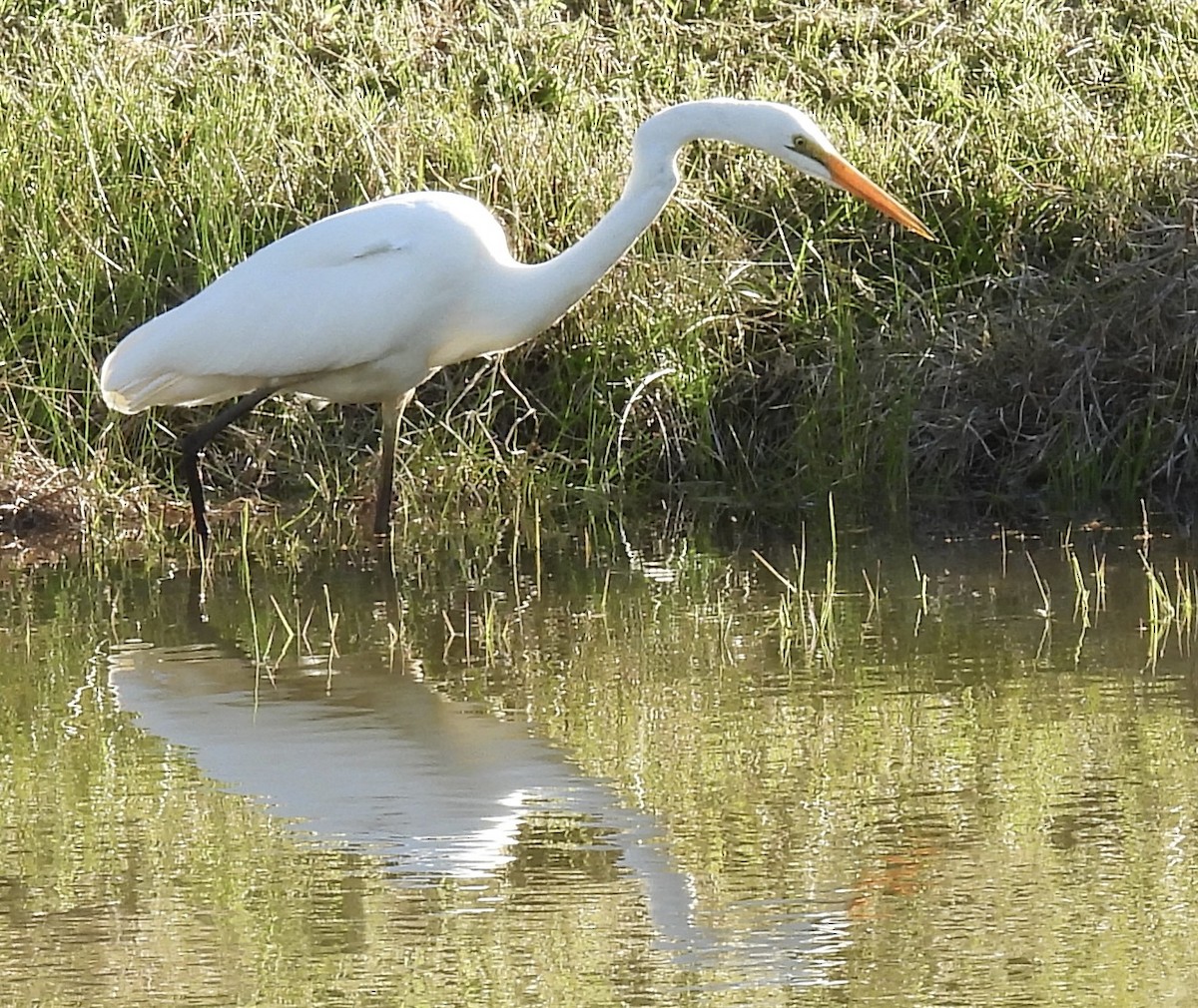 Airone bianco maggiore - ML643669217