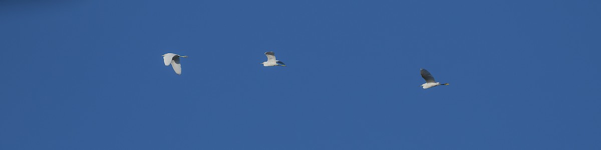 Snowy Egret - ML643669232
