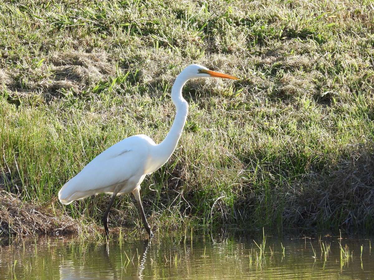 Airone bianco maggiore - ML643669247
