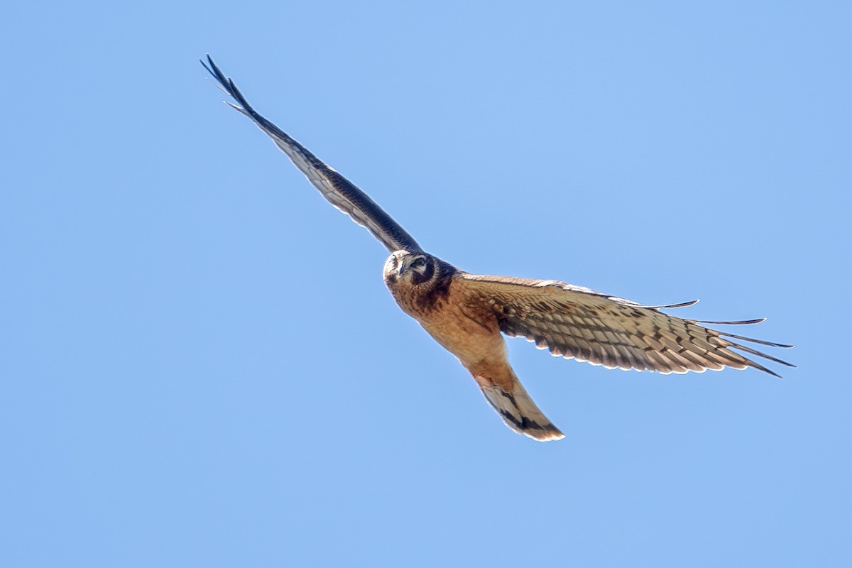 Northern Harrier - Vic Laubach