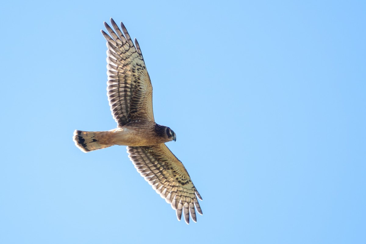 Northern Harrier - Vic Laubach