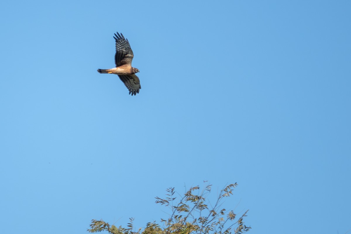 Northern Harrier - Vic Laubach