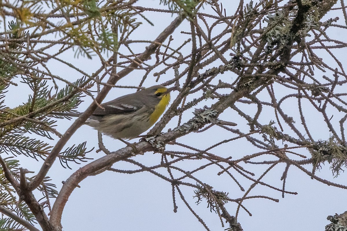 Grace's Warbler - ML643669254