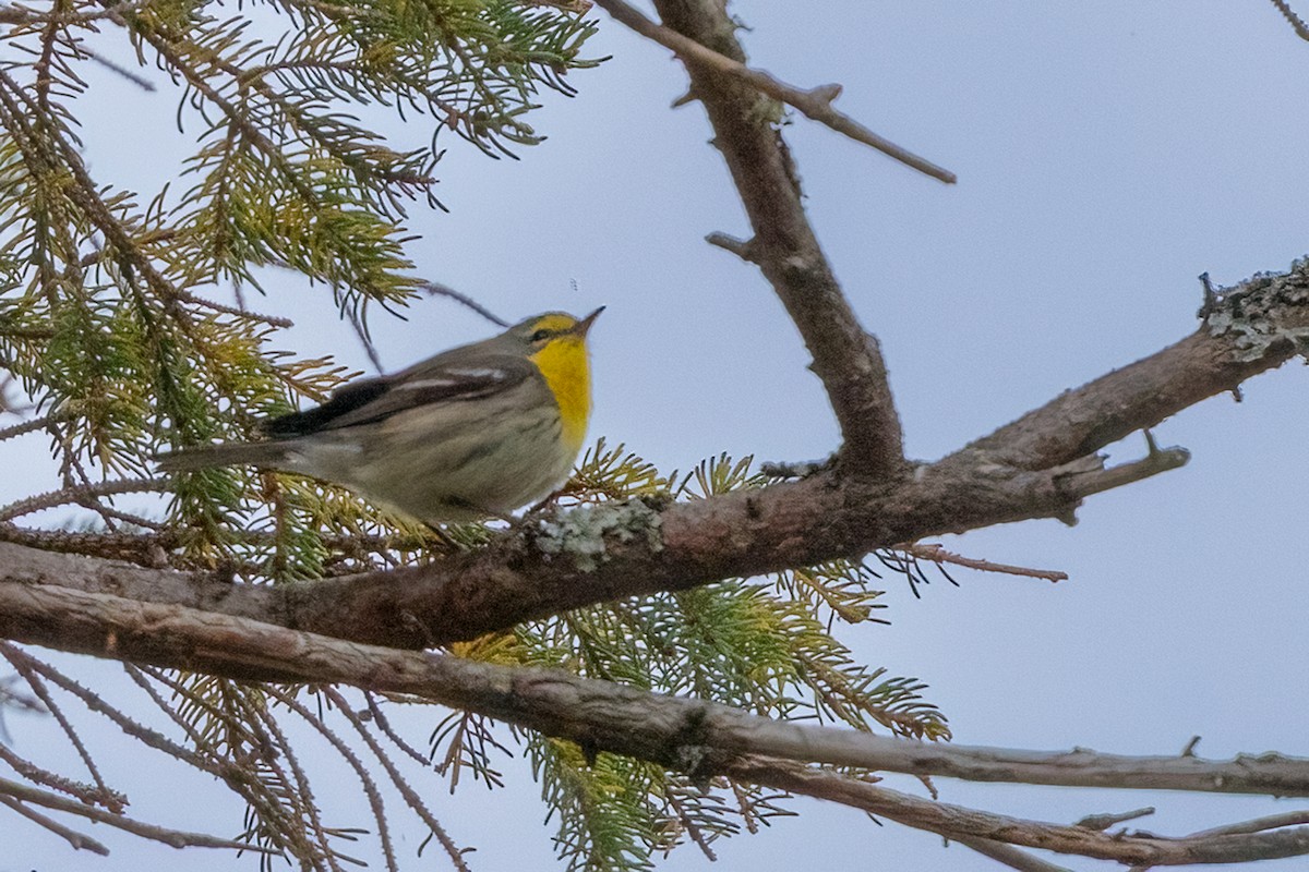 Grace's Warbler - ML643669255