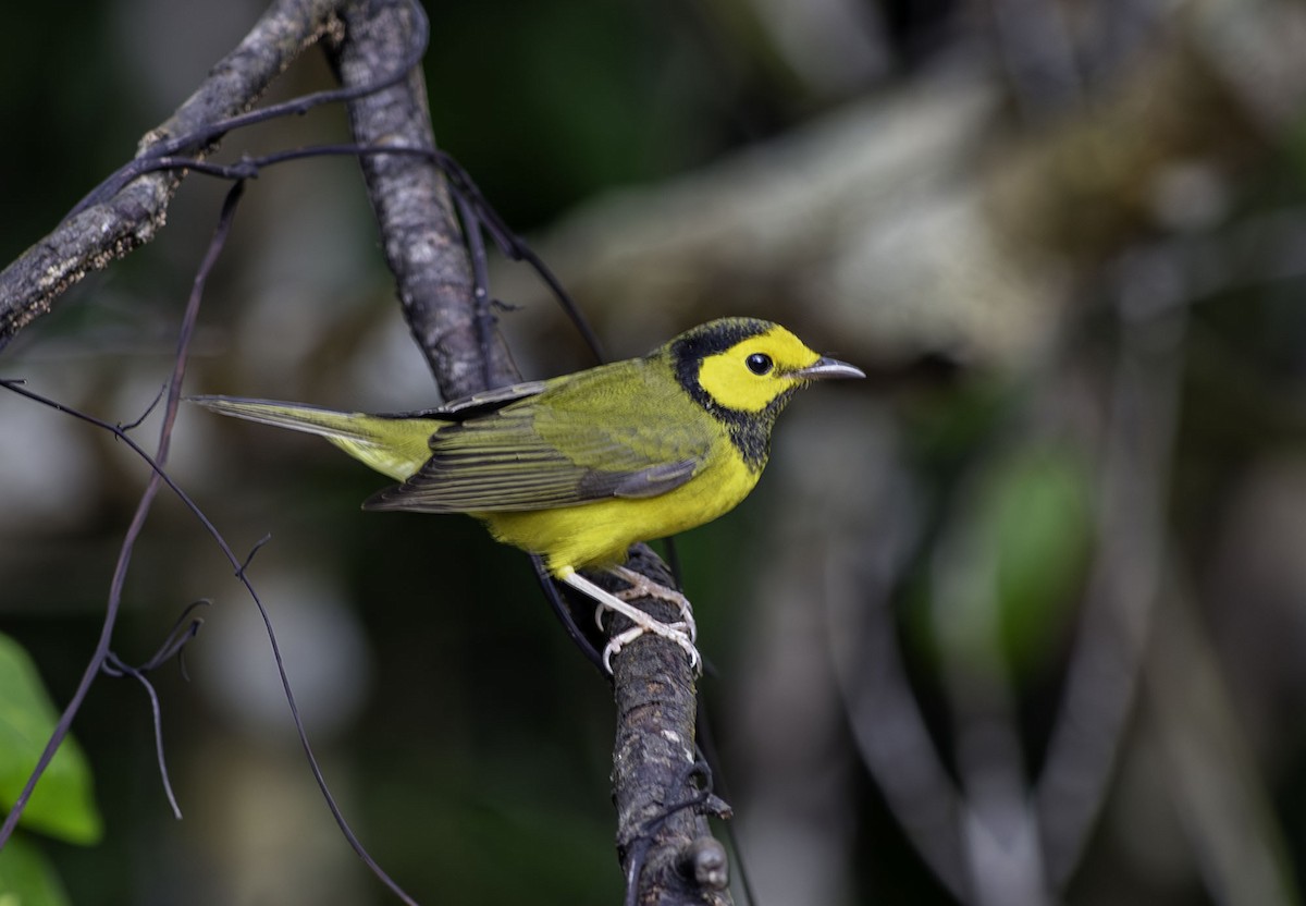 Hooded Warbler - ML643669258