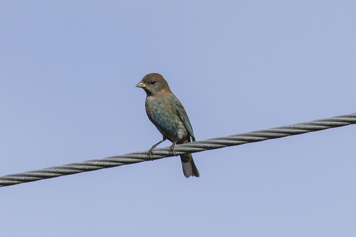 Indigo Bunting - ML643669275