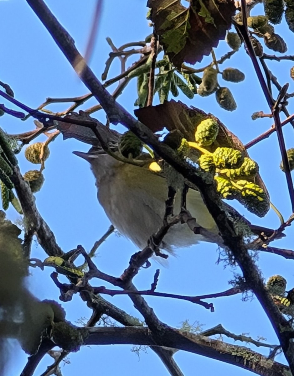 Yellow-green Vireo - ML643669292