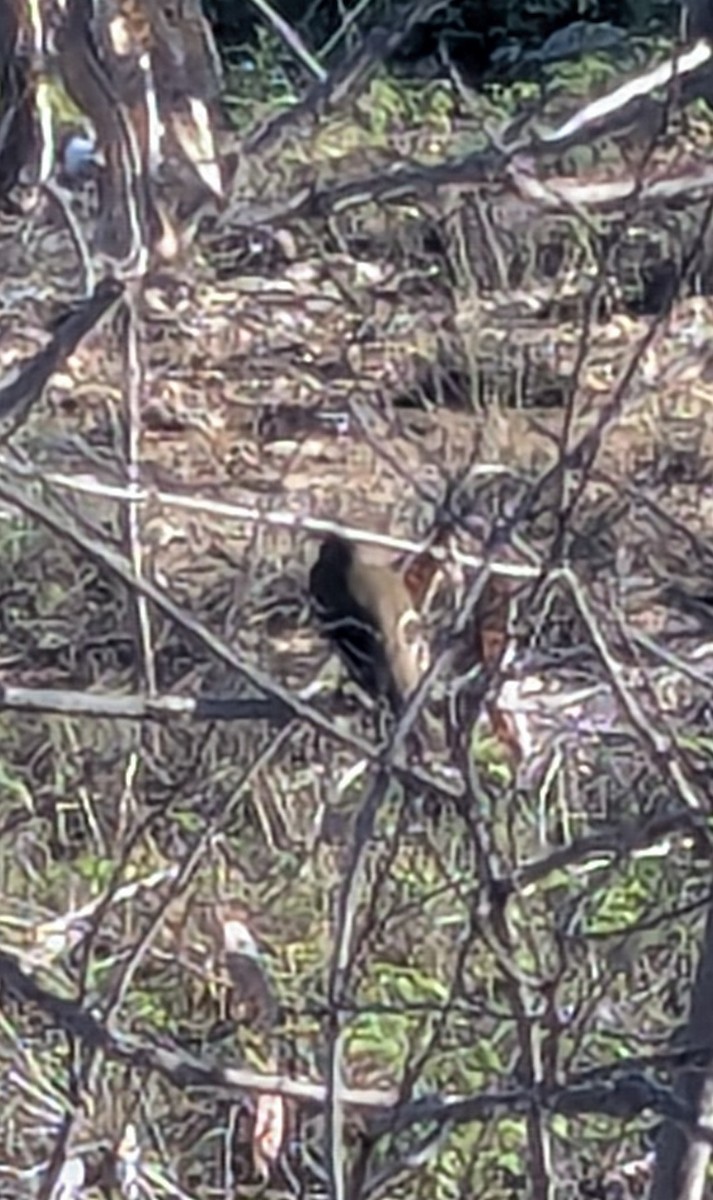 Empidonax sp. - ML643669296
