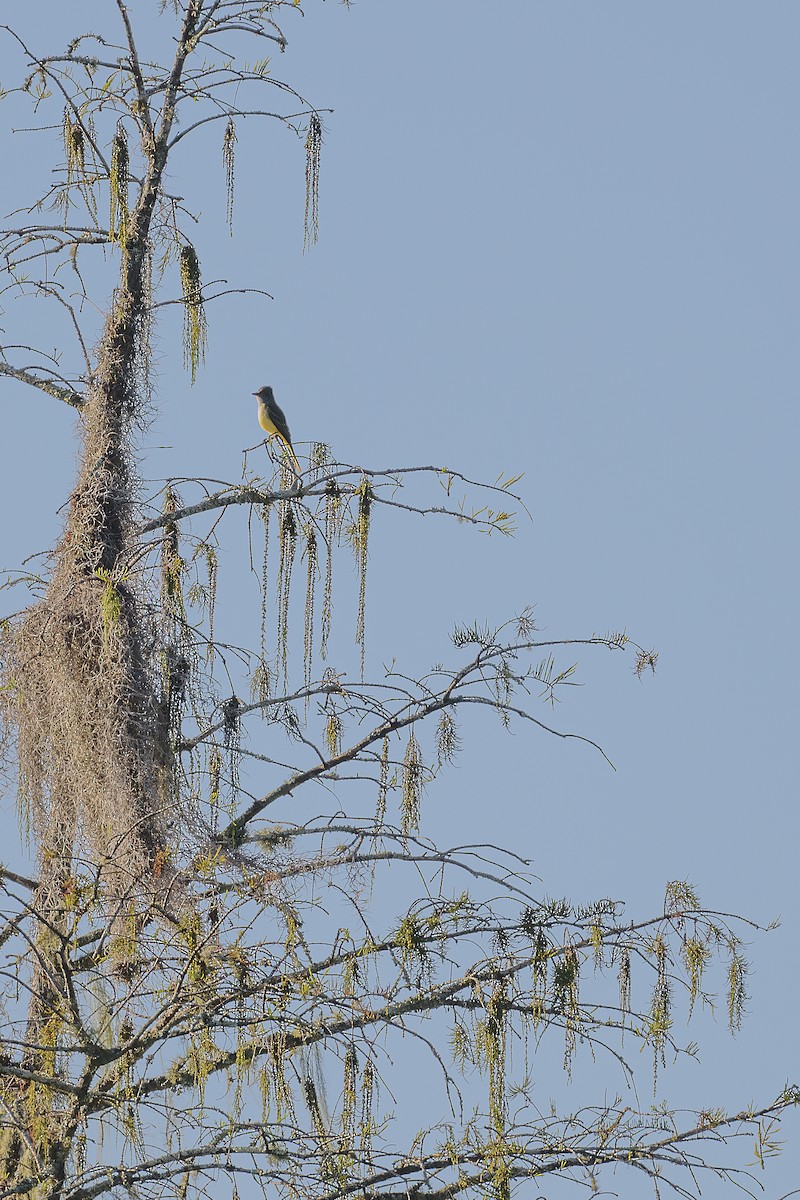 Great Crested Flycatcher - ML643669323