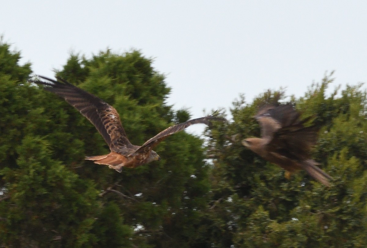 Black Kite - Thomas Rickfelder