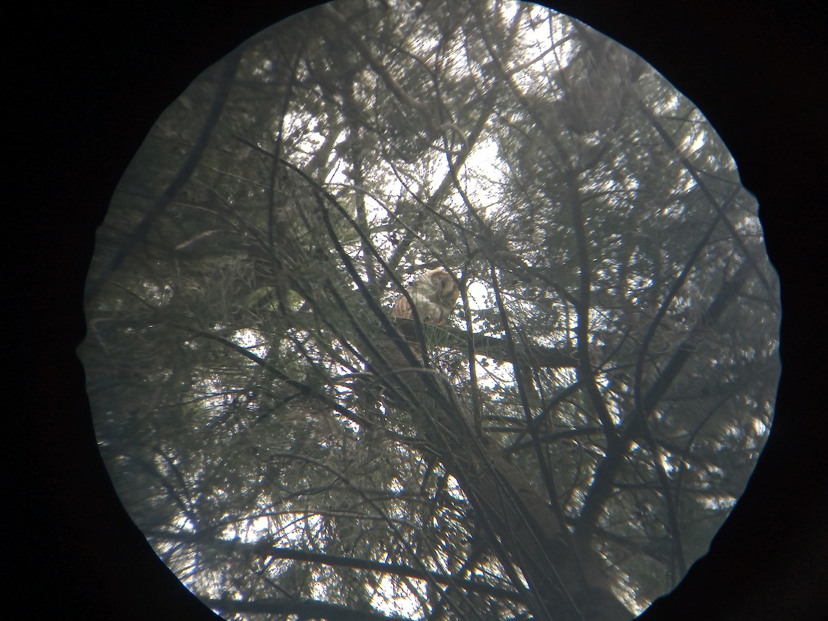 American Barn Owl - ML643669328