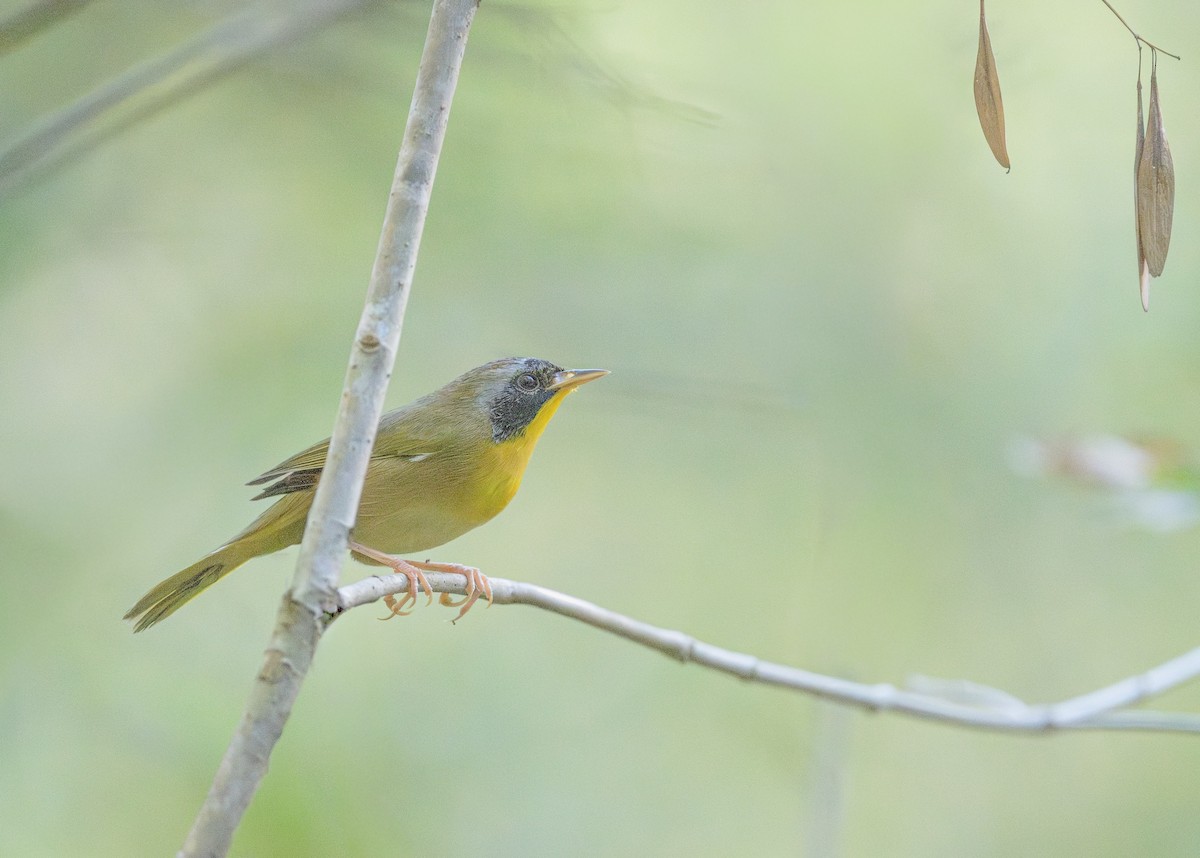 Common Yellowthroat - ML643669370