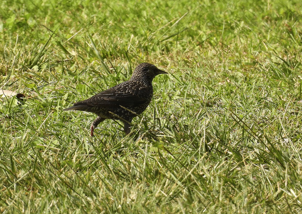 European Starling - ML643669377