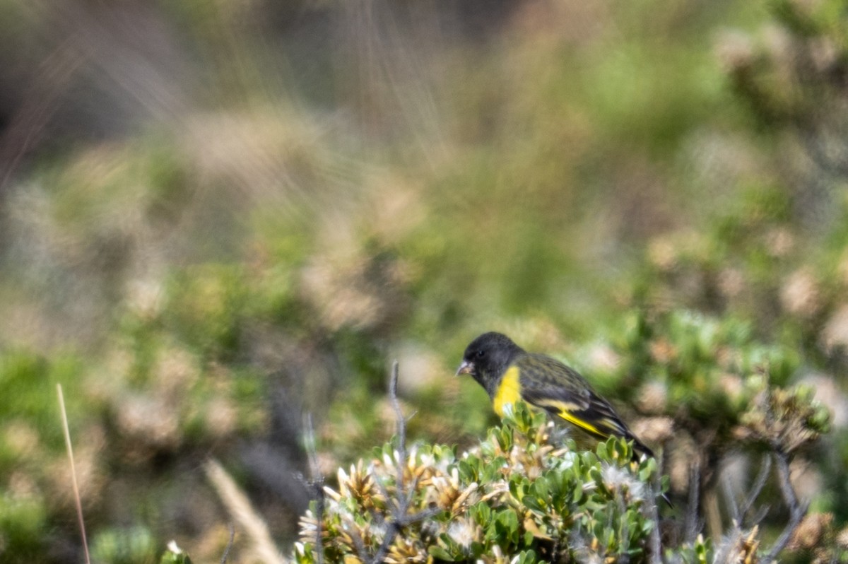 čížek západní - ML643669384