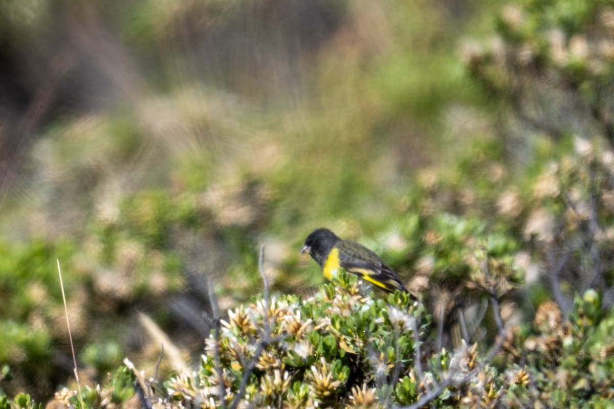 čížek západní - ML643669385