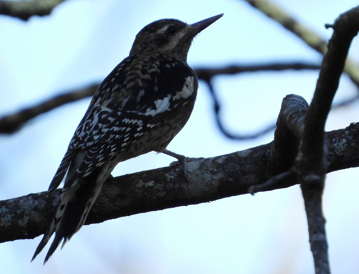 Yellow-bellied Sapsucker - ML643669390