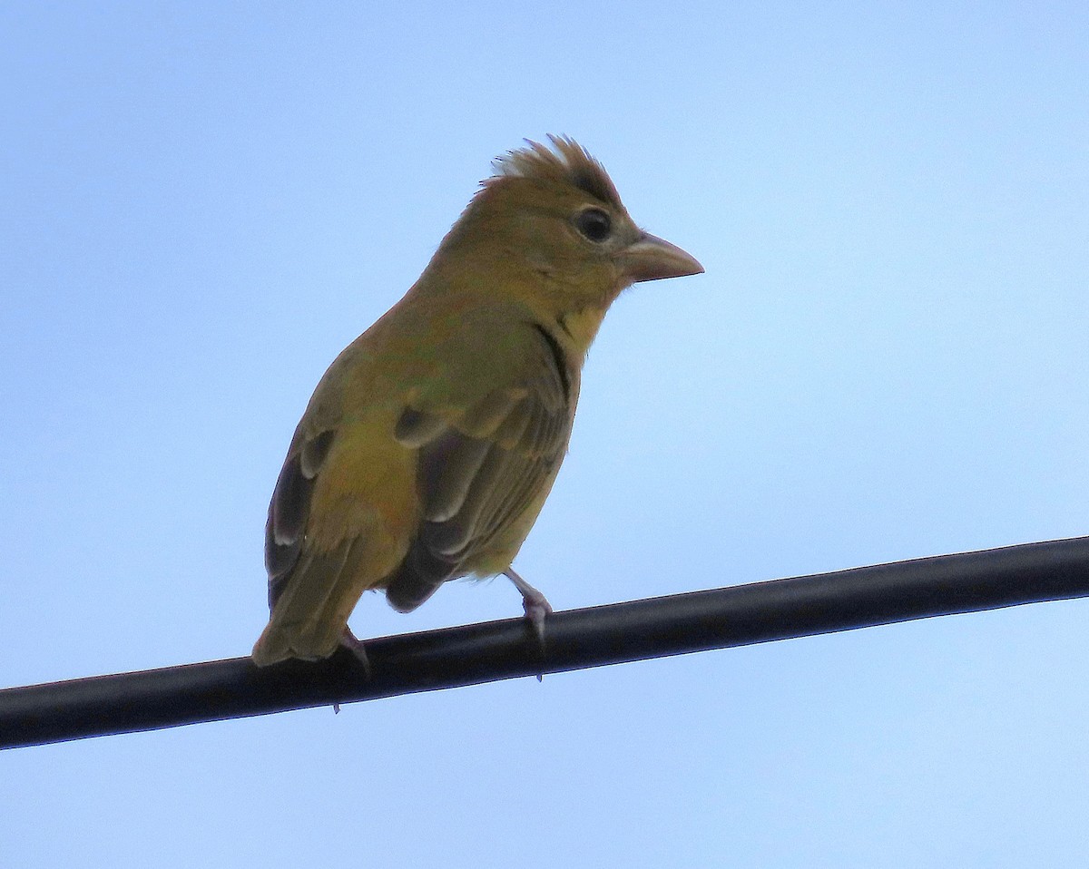 sommerpiranga - ML643669399
