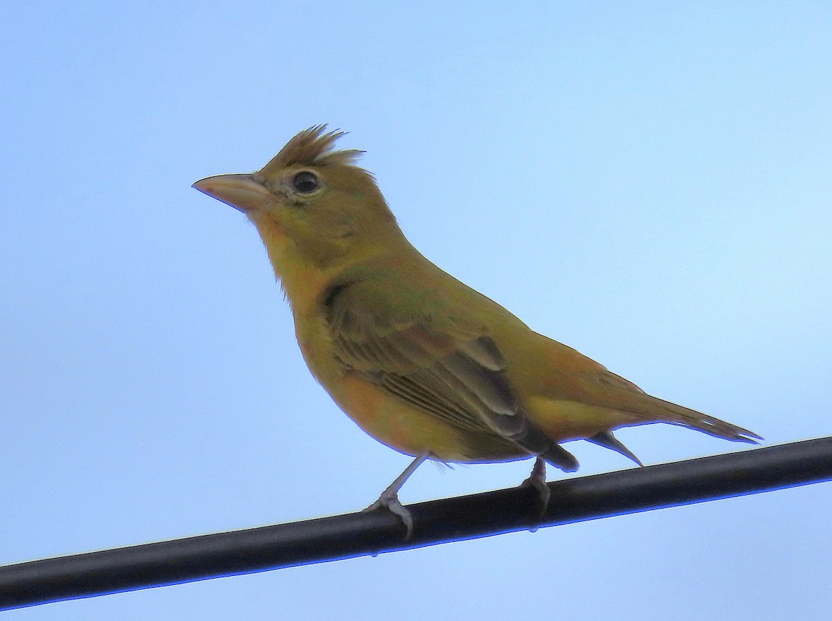 sommerpiranga - ML643669401