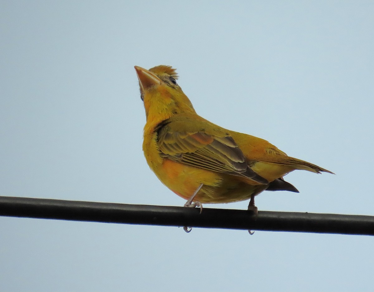 sommerpiranga - ML643669403