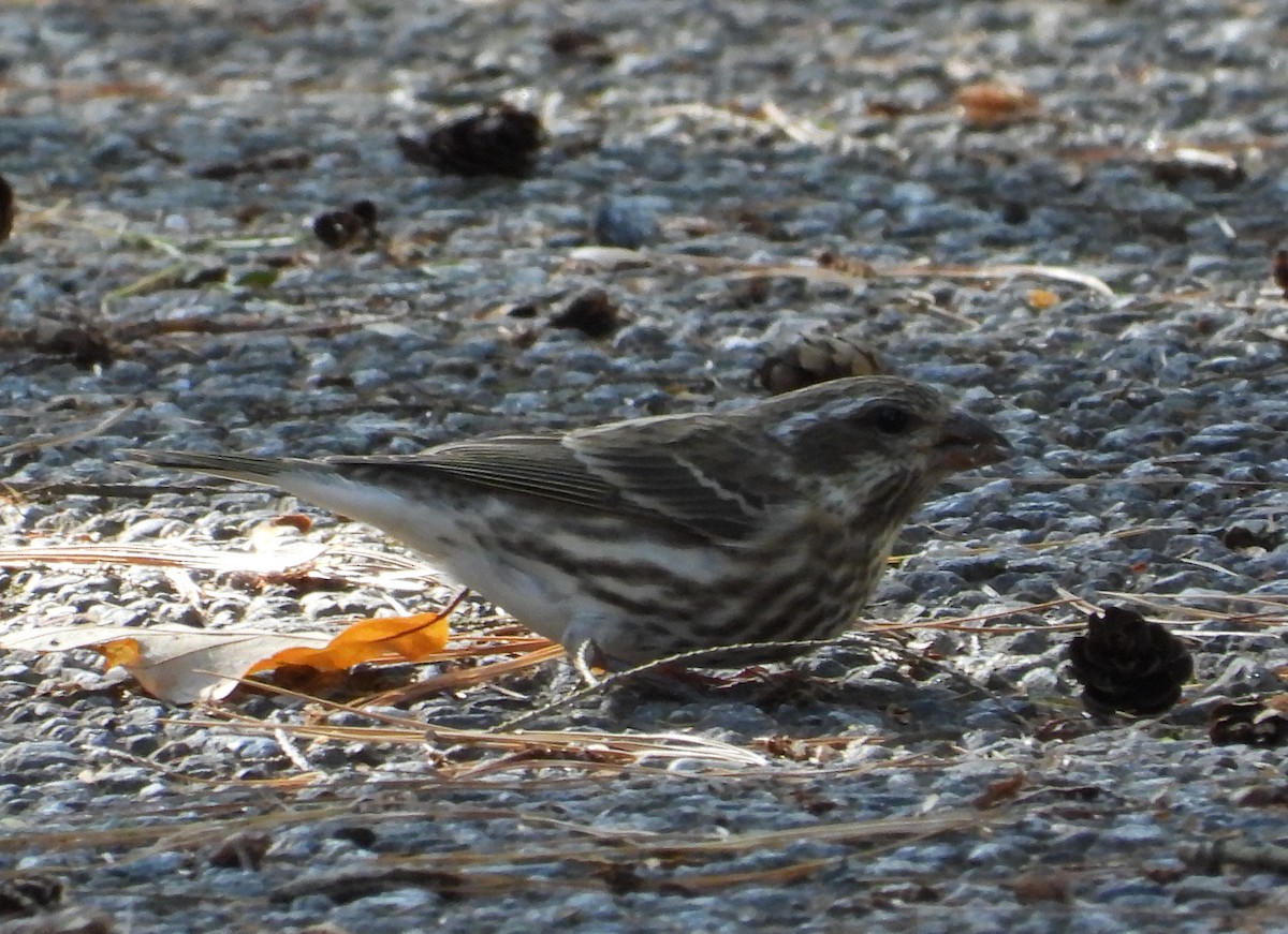 Purple Finch - ML643669406